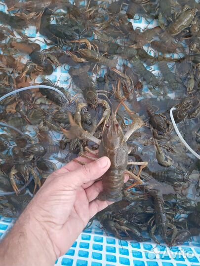 Волжские раки оптом и в розницу