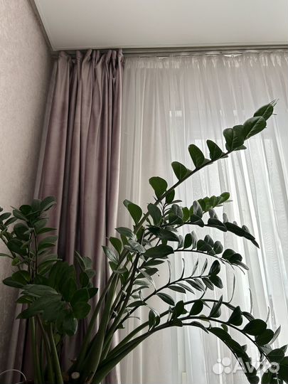 Комнатные растения цветы большие