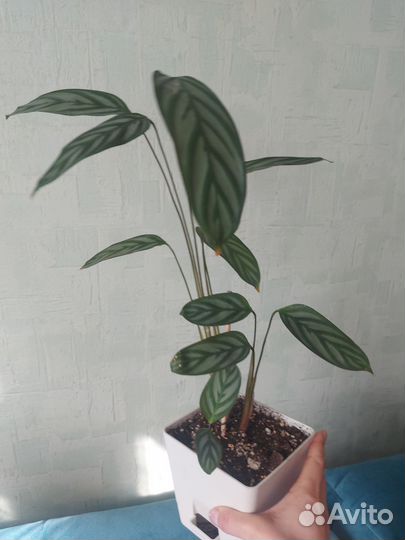 Антуриум кларинервиум