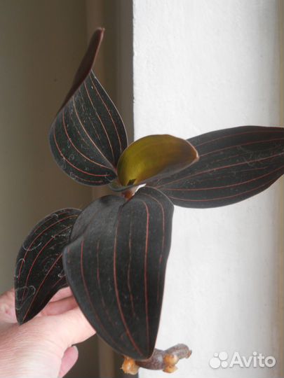 Драгоценные орхидеи в обмен на другие