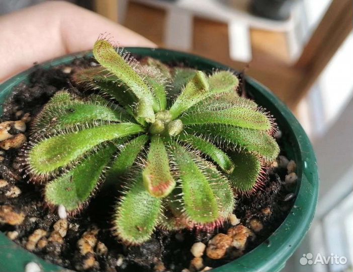 Росянки в ассортименте