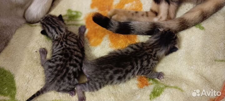 Бенгальские котята