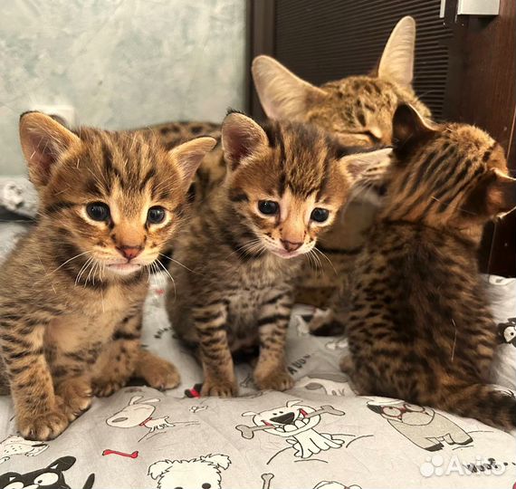 Котята саванна savannah f2
