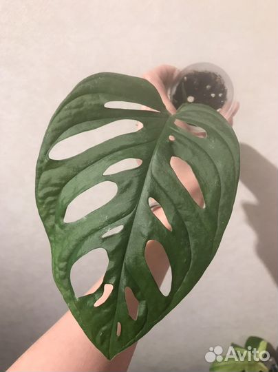 Монстера манки