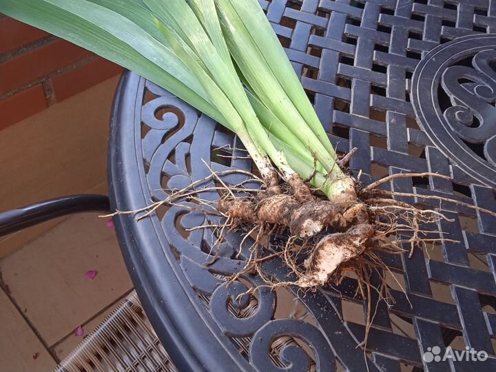 Ирис бело голубой и шоколадный