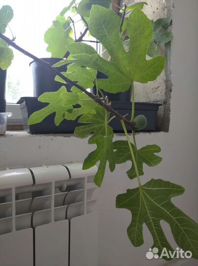 Саженцы инжира