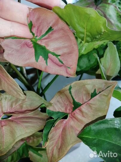 Сингониумы сортовые