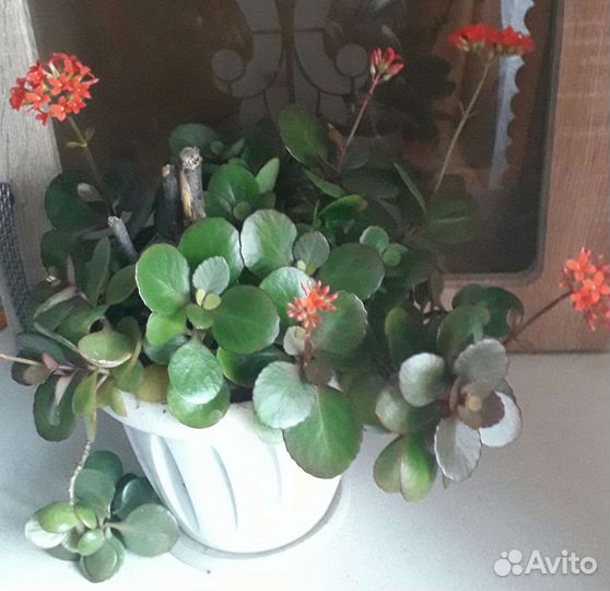 Денежное дерево,золотой ус