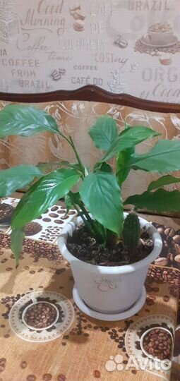 Спатифиллум