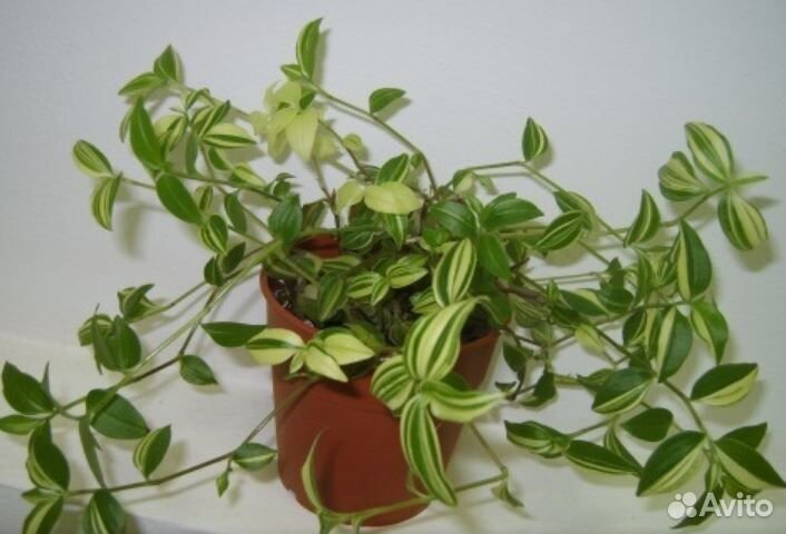 Традесканция разная, сеткреазия, сциндапсус