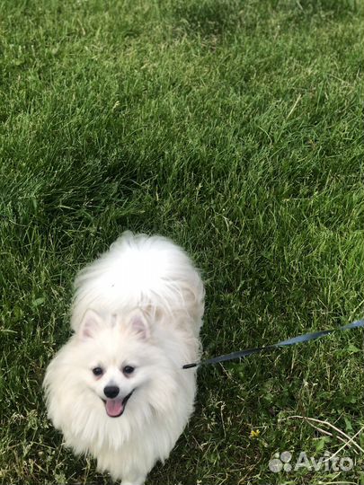 Выгул собак