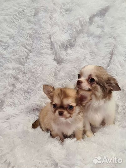 Чихуа хуа щенки