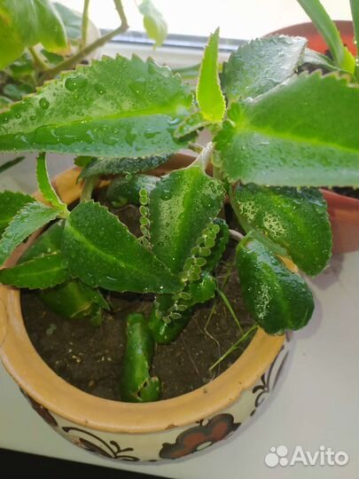 Комнатные цветы