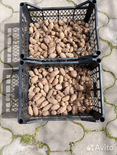 Семенной картофель