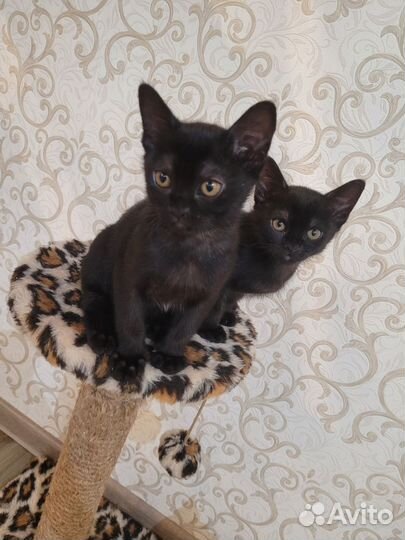 Котята европейской бурмы