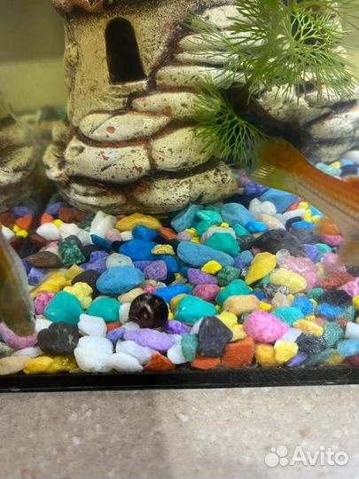 Продам улиток для аквариума