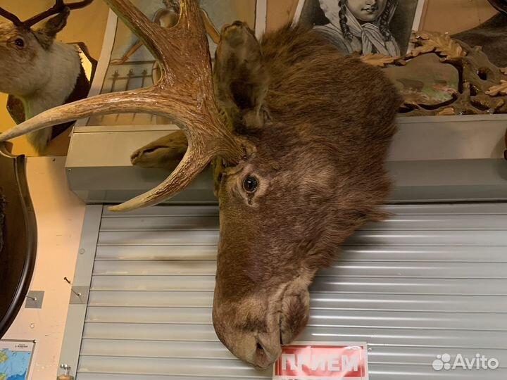 Чучела животных