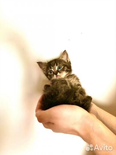 Маленькие пушистики 1 месяц в ожидании чуда