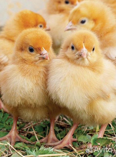 Цыплята,утята,оптом,муларды,гусята,индюшата