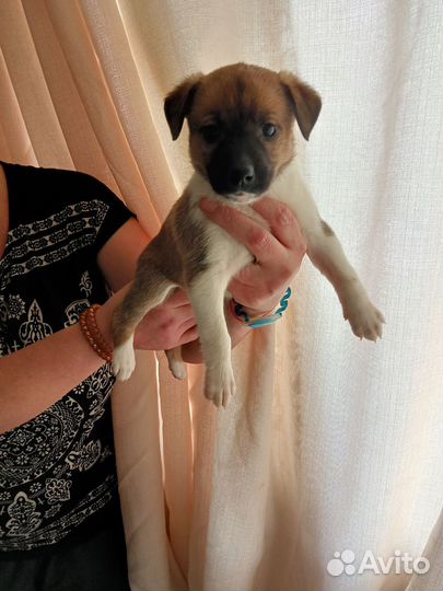 Щенки питбуля