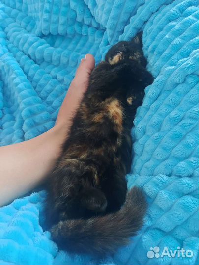 Отдам кошечку