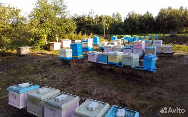 Пчелопакеты