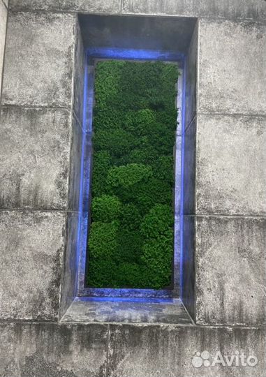 Стабилизированный мох ягель кочками