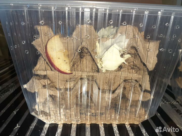 Сверчки банановые