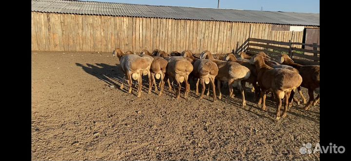 Продаются Бараны и матки