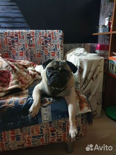 Вязка мопса