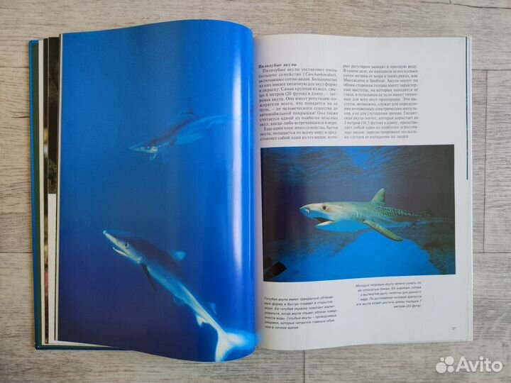 Акулы. Мир животных. Эндрю Клив