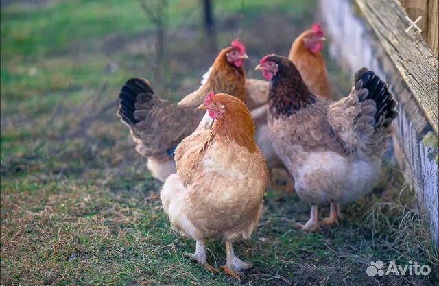 Деревенская курица фото Pin on chickens