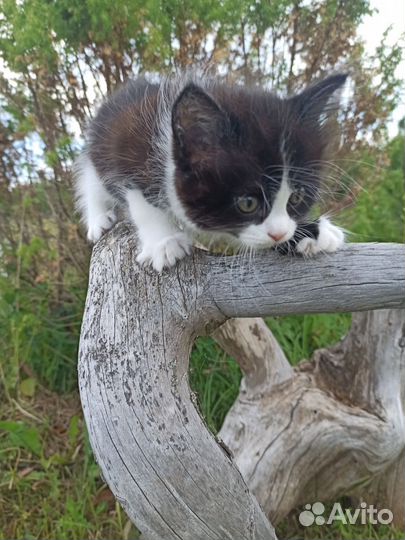 Черный котик + сестренка