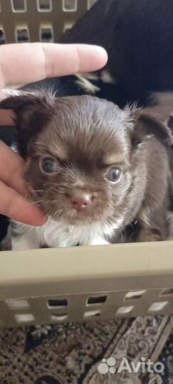 Чихуахуашечки милашечки