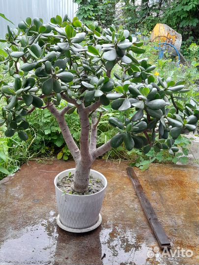 Крассула толстянка