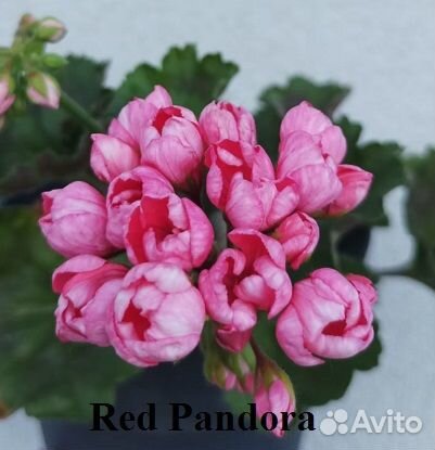 Герань пеларгония