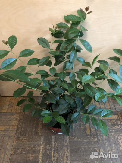 Гуава, Фейхоа, Олива, Лавр, Ваниль, Кофе