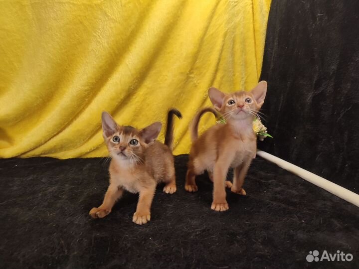 Абиссинские котята