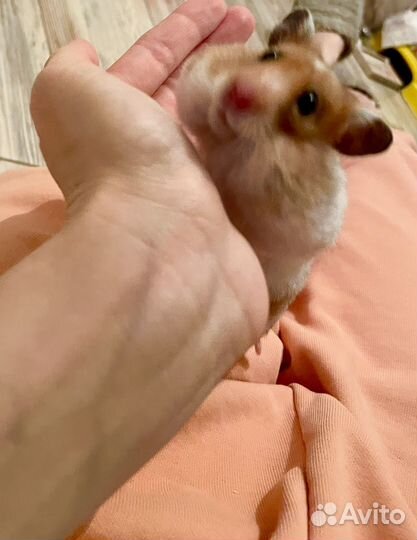 Сирийский хомяк с клеткой