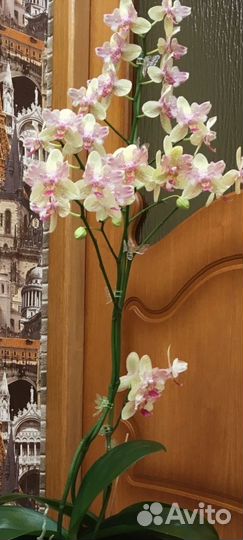 Детка Майи бабочки