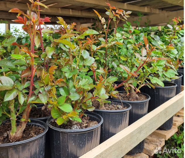 Аскот саженцы роз кустовых