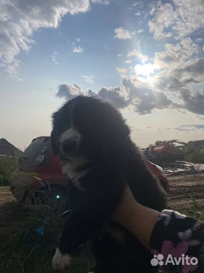 Пристраиваются щенки
