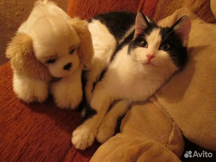 Отдаю кошечку