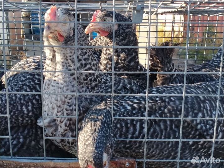 Петухи,гуси,утки