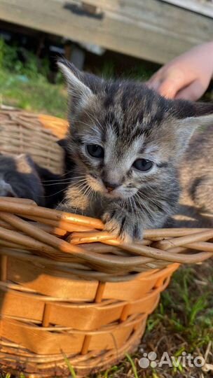 Котенок сибирский табби