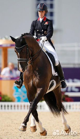 Подбор лошади; купить лошадь