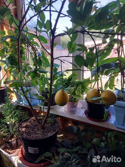 Продам цветы комнатные