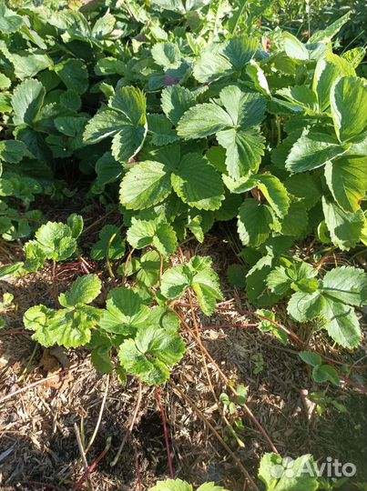 Саженцы клубники Елизавета 1