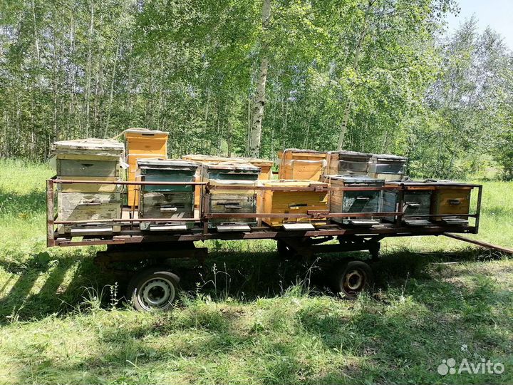 Мёд цветочный, липовый, Доставка бесплатно