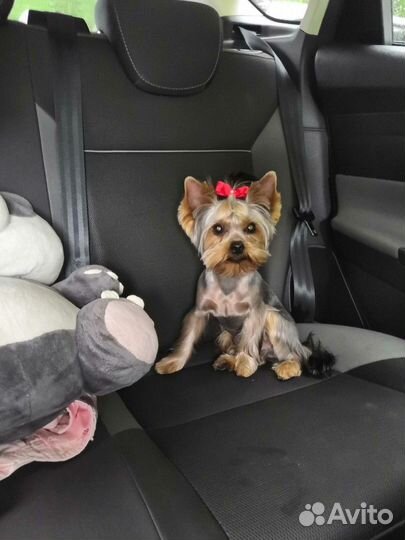 Йорк вязка мальчик